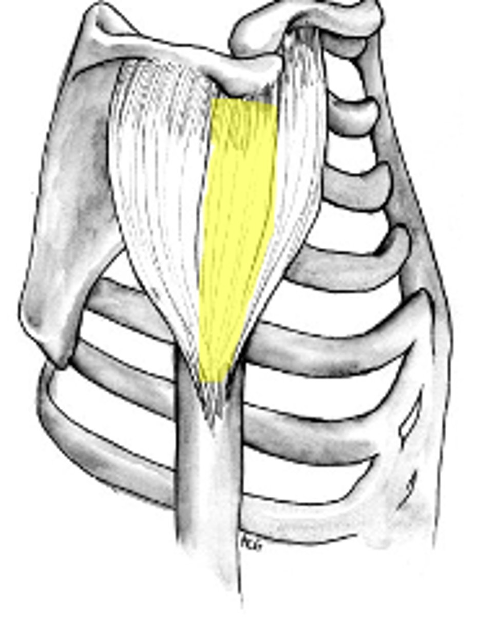 <p>Welke spier is dit?</p>