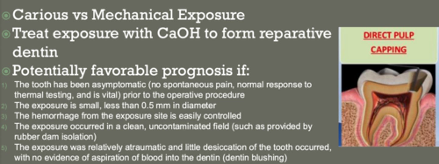 <p>- asymptomatic tooth</p><p>- small exposure (< 0.5 mm)</p><p>- controlled bleeding</p><p>- clean field (rubber dam)</p><p>- minimal trauma, little desiccation of tooth occurred, no aspiration of blood into dentin (dentin blushing)</p><p>treat exposure with CaOH to form reparative dentin</p>