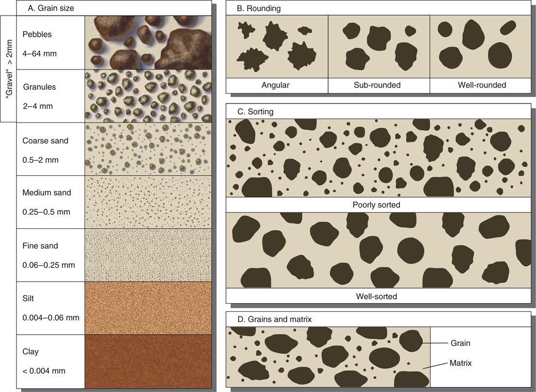 <p>Grain size</p>