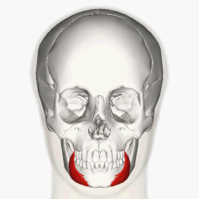 <p>Around mouth; </p><p>circular muscle </p><p>“oral = lips”</p>
