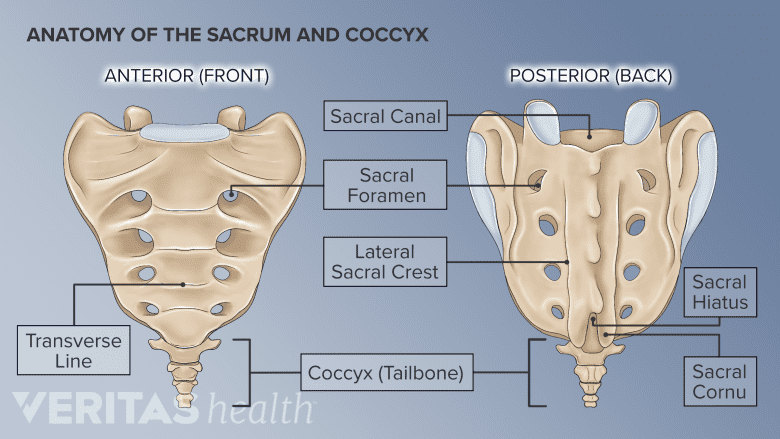 <p>Sacrum And Coccyx</p>