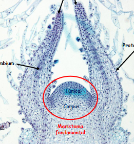 <p>El corte longitudinal de el ápice caulinar del bolbo.</p>