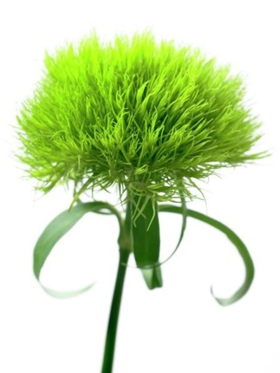 <p>Green Ball/ Green Trick Dianthus; Filler</p>