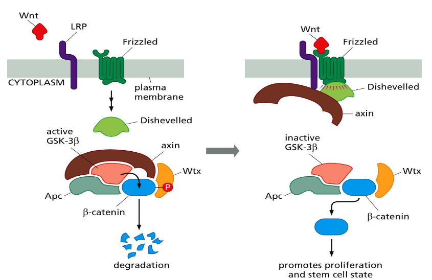 <p>Wnt-β-catenin pathway</p>