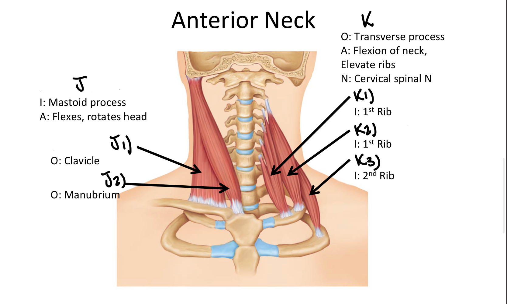 <p>K1</p>