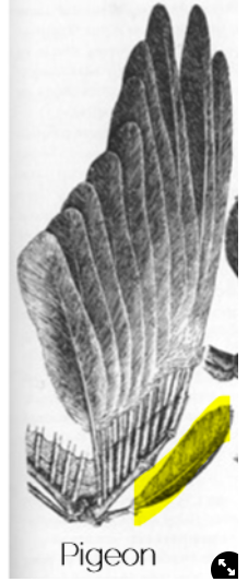<ul><li><p>may have been the remains of the claw that evolved into a feather</p></li><li><p>is used to reduce turbulence when flying</p></li></ul>
