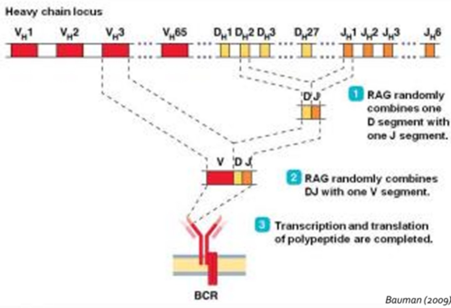<p>- Random combination of DNA segments in T-cell and B-cell receptor gene regions to create a vast array of permutations </p><p>- B-Cells Receptors: Process involves random selection of on V segment, one D segment, and one J segment which are then joined </p><p>- T-Cells Receptors: V, D, and J gene segments are located on a different chromosome from that of the B-cell receptors </p><p>- Point mutations, deletions and insertions in these DNA segments are also incurred prior to transcription </p><p>- Our adaptive immune system creates a staggering array of unique T-cell and B-cell receptors </p><p>- However, all of this diversity can lead to the generation receptors that recognize self antigens, potentially causing autoimmune disorders </p>