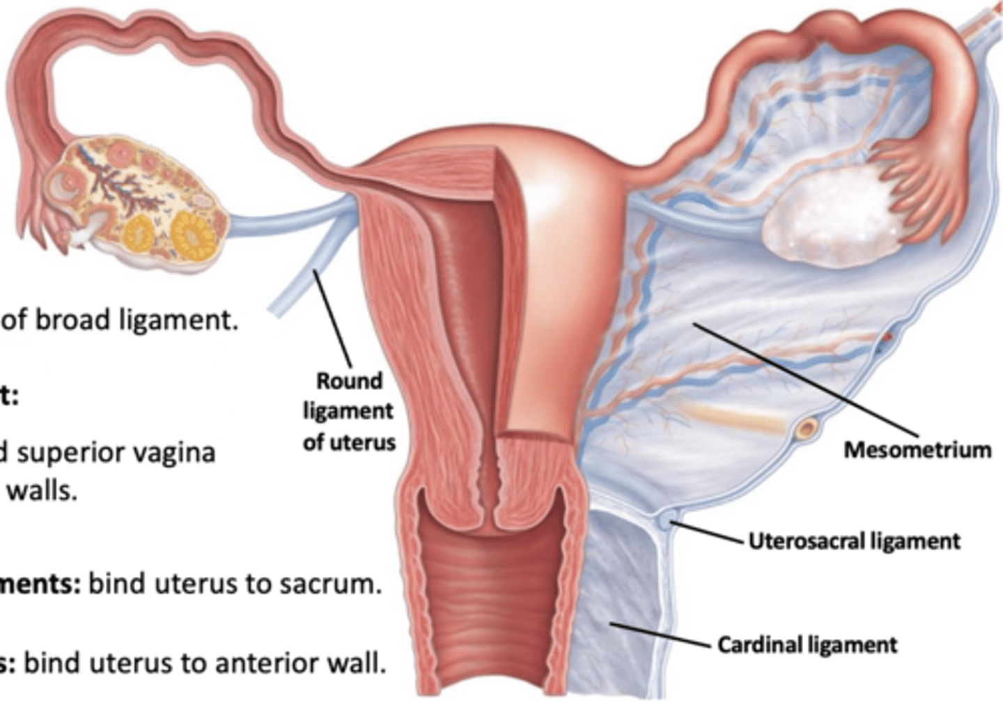 <p>1) mesometrium</p><p>2) lateral cervical ligaments</p><p>3) uterosacral ligaments</p><p>4) round ligaments</p>