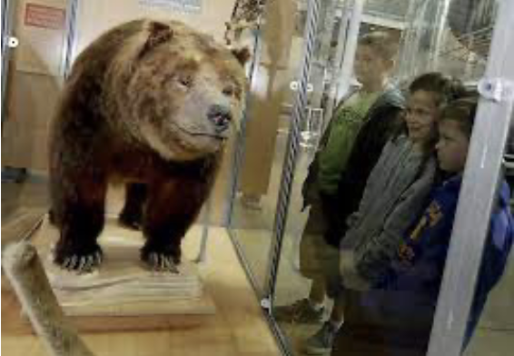 <p>California Grizzly Bear</p>