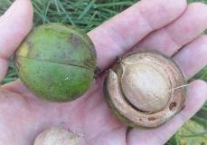 <p><span>A large, hard-shelled nut with a sweet, edible kernel inside, </span>husk medium thick, nut shell very thick.</p>