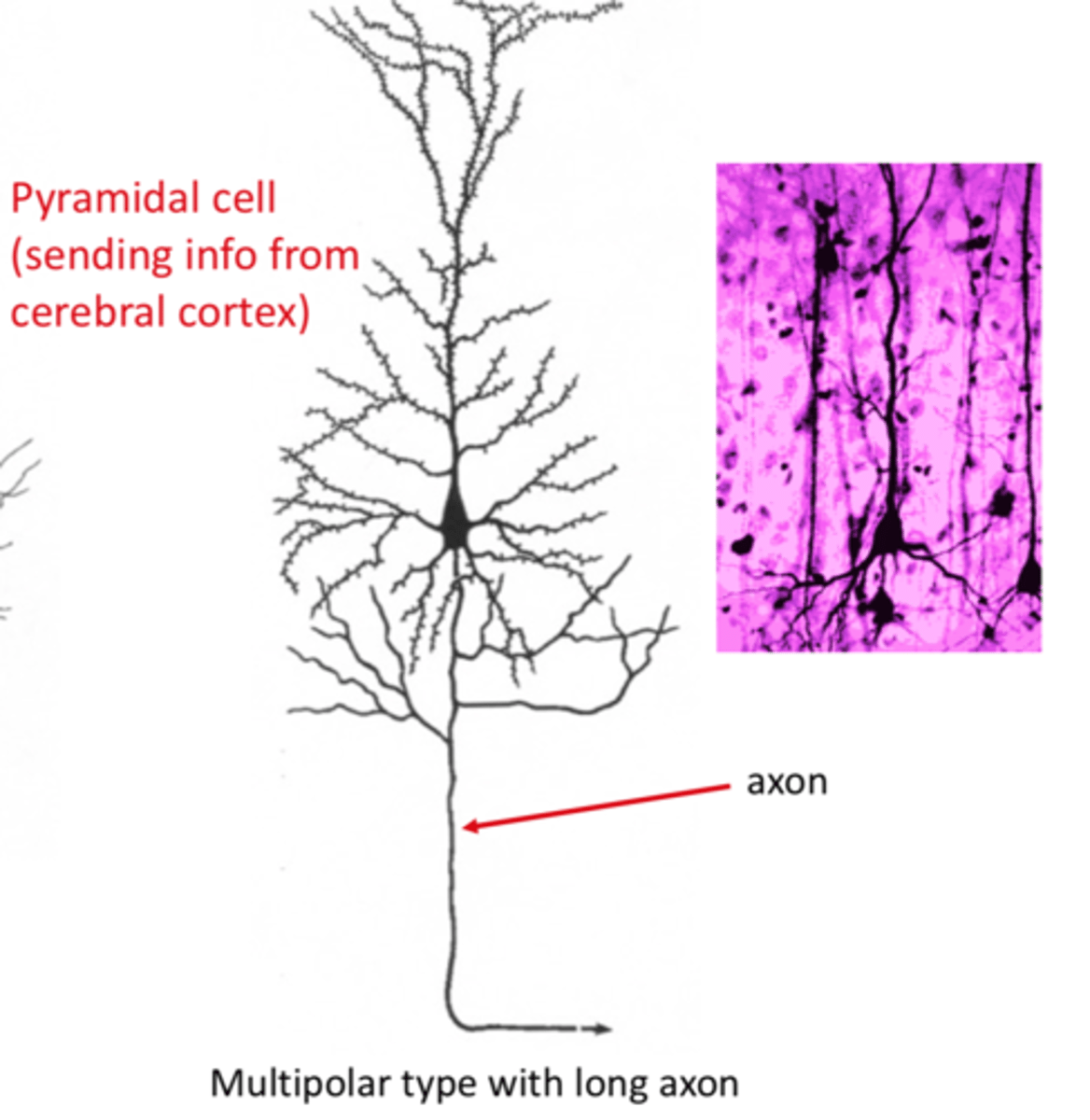 <p>Pyramidal cells, or pyramidal neurons, are a type of multipolar neuron found in areas of the brain including the cerebral cortex, the hippocampus, and the amygdala. Pyramidal neurons are the primary excitation units of the mammalian prefrontal cortex and the corticospinal tract. They have very long axons, large amount of nuclei to accommodate for the large amount of ribosomes.</p>