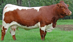 -Originates in AUSTRIA
-Dark chestnut with white marks on back, flanks and belly, medium to large size
-Fertility, easy calving, high weaning weights, adaptable