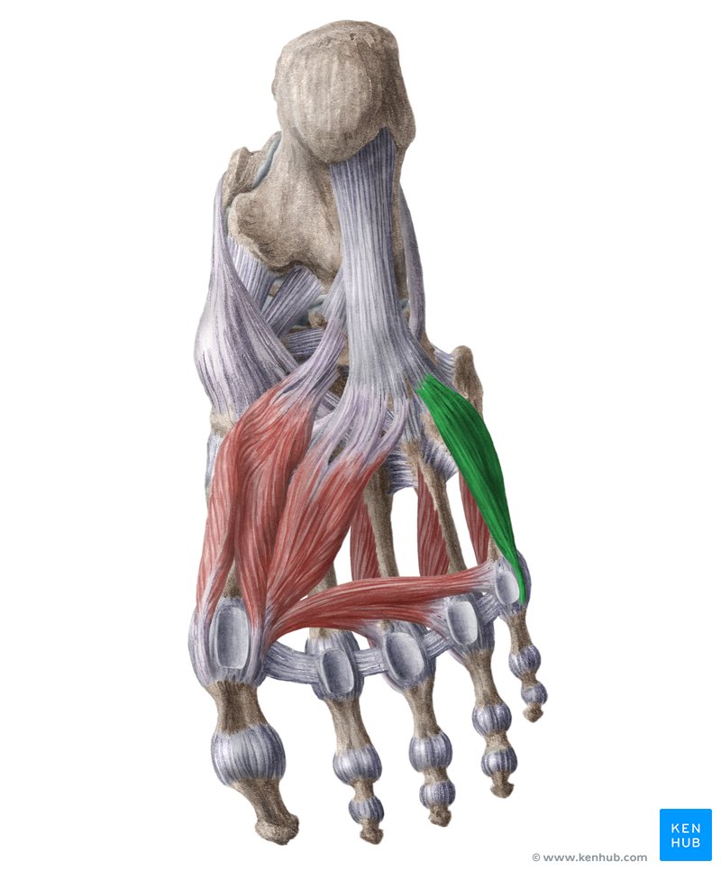 <p>Superficial Branch of Lateral Plantar Nerve (S2, S3)</p>