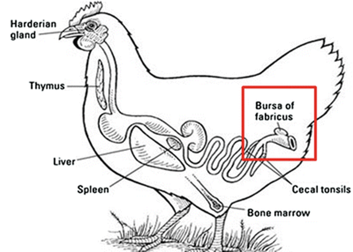 <p>1. Infectious bursal disease (Gumboro disease)</p><p>- etiology: Birnavirus, serotype 1 (pathogenic to chickens), serotype 2 (non-pathogenic). Destroy B cells -> severe immunosuppression. subclinical in chicks under 3 weeks, clinical in older: watery dirrhea, soiled vent, infl of cloaca and incoordination. Enlarged, edematous, hemorrhagic bursa in acute case. Atrophy in chronic case. Core vaccine week 3-5!</p><p>2. Lymphoid leukosis (avian leukosis virus - retrovirus)</p><p>- affect birds older than 14-16weeks due to slow tumor development. Infect B-cells -> tumor formation in liver, spleen and bursa. Weakness, weight loss, diarrhea. Vertical transmission!</p><p>3. Marek´s disease (GHV-2)</p><p>- spread via feather dander (resistnat in environment). Infect T-cells -> lymphoma formation. Tumors and nerve lesions -> paralysis, ocular change, skin lesions. Atrophy of bursa rather than tumor! Core vaccine day 1!!</p><p>4. Histomonas meleagridis (transmitted from heterakis gallinarum egg) -> infects the cecum -> spreads to liver and bursa -> atrophy -> immunosuppression</p><p>5. Prostagonimus spp.</p>