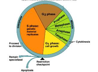 <ol><li><p><span>The series of changes a cell undergoes from the time it is formed until it reproduces</span></p></li><li><p><span>The cell cycle consists of interphase, mitosis, cytokinesis, and differentiation&nbsp;</span></p></li><li><p><span>The cell cycle is highly regulated – most cells do NOT divide continually</span></p></li></ol>
