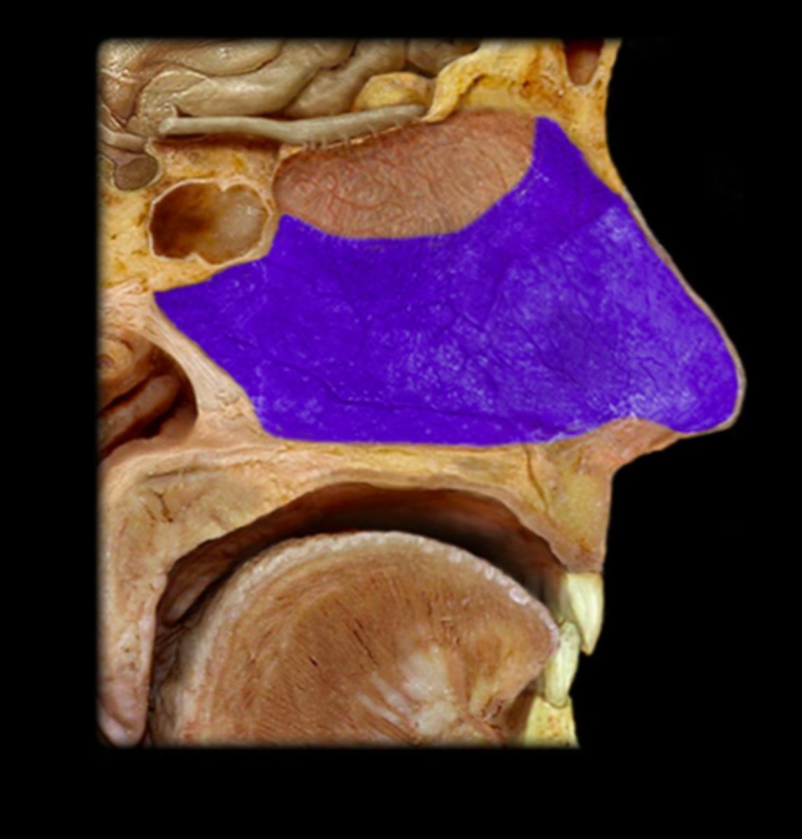 <p>Warms the inhaled air</p><p>- Superficial thin-walled veins</p><p>- Nosebleeds</p><p>Traps Foreign particles (ex. bacteria)</p><p>- Lysosome enzymes</p>