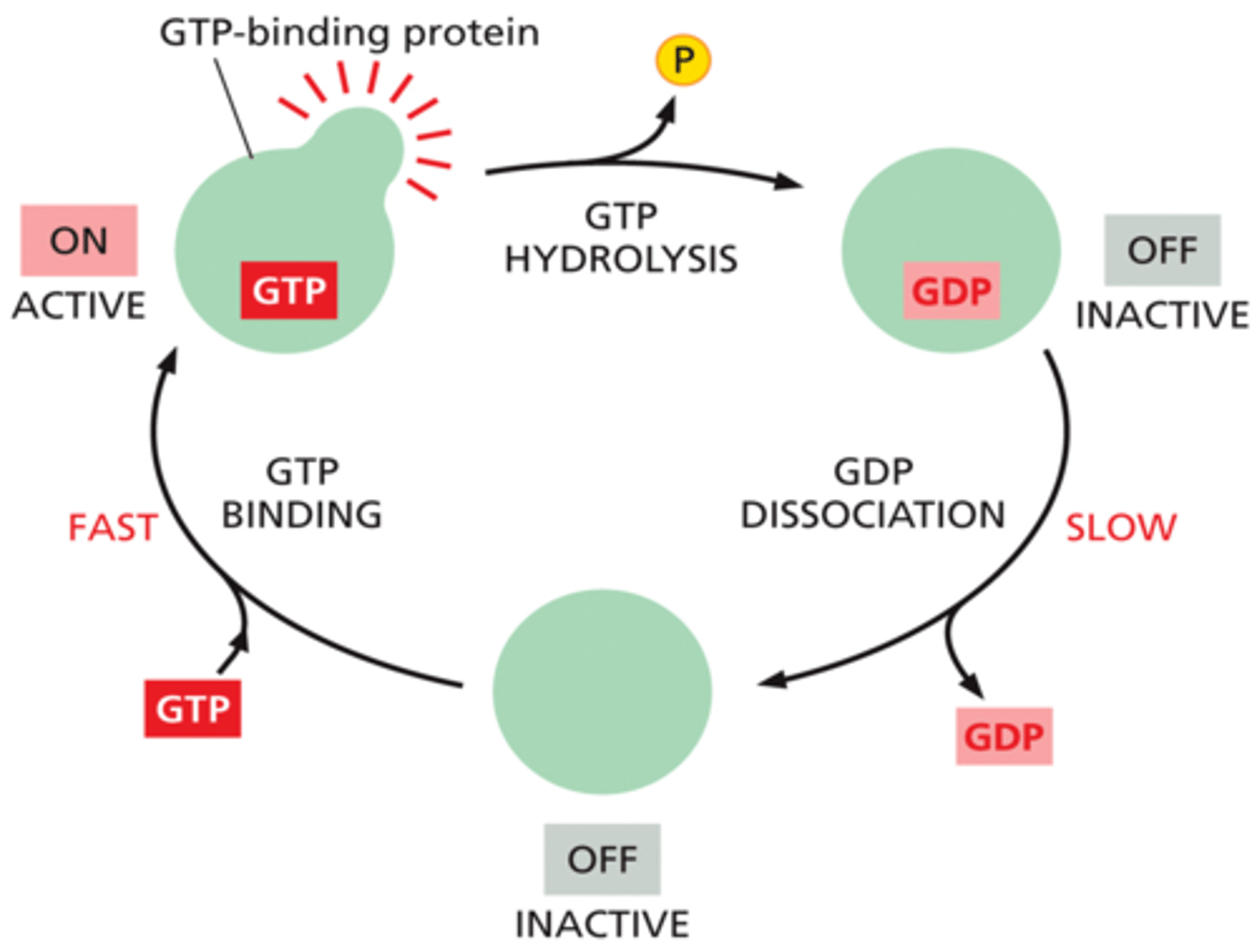 <p>molecular switch pathway. Examples of these roles include: Signal transduction in response to activation of cell surface receptors, including transmembrane receptors such as those mediating taste, smell and vision.</p>