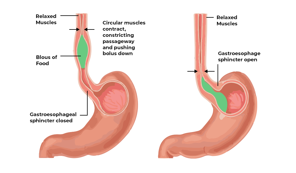 <p>Food being transported through the oesophagus by peristalsis </p>