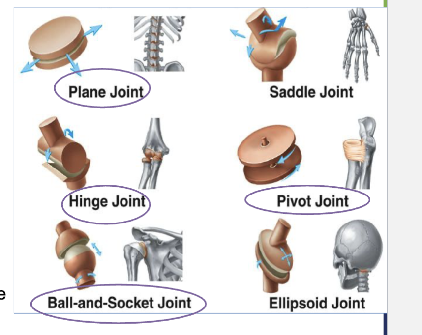 <ul><li><p><strong>pivot joints</strong> (doesn’t move, allows for rotation around its axis)</p></li><li><p><strong>hinge joints</strong> ( ex - door hinge, angular movement)</p></li><li><p><strong>planar joints</strong> (gliding movement ← →)</p></li><li><p><strong>ball and socket </strong>(360 movement)</p></li></ul><p></p>