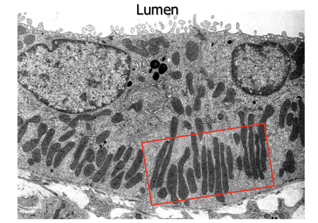 <p>mitochondria </p>