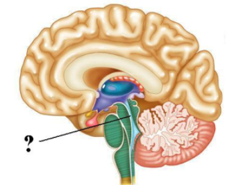 <p><span><span>Identify the indicated space of the brain.</span></span></p>