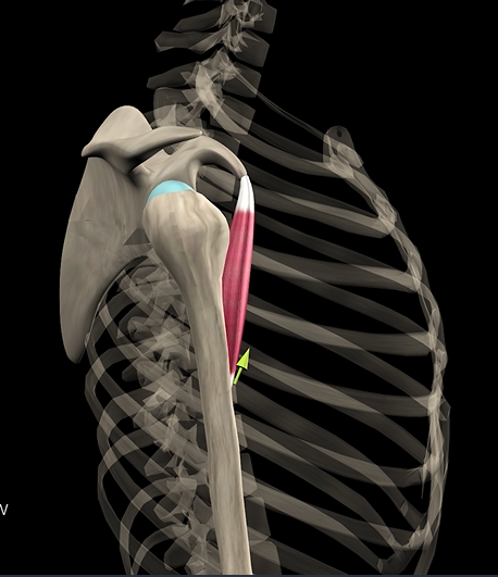 <p>Function: flexes &amp; adducts shoulder</p><p>Origin: coracoid process</p><p>Insertion: humerus</p>