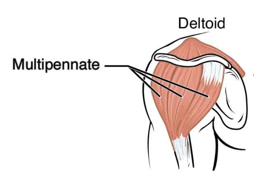 <p>Fascicles attach obliquely from many directions to several tendons</p><p>ie. Deltoid muscle</p>