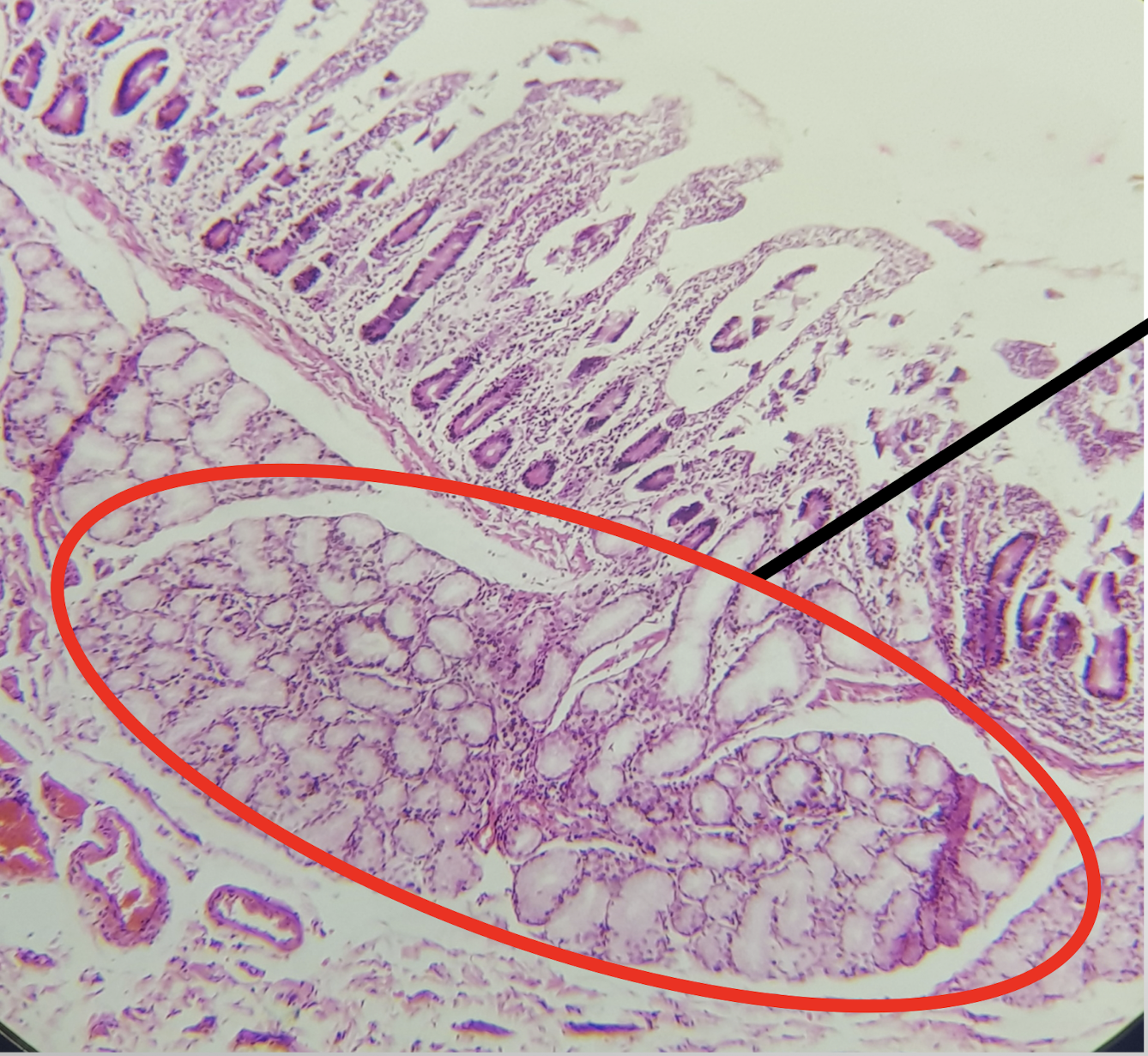 <p>Identify the structure</p>