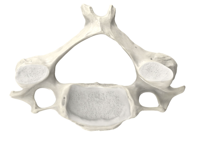 <p>Bones of your neck, forming the upper part of your spine</p>