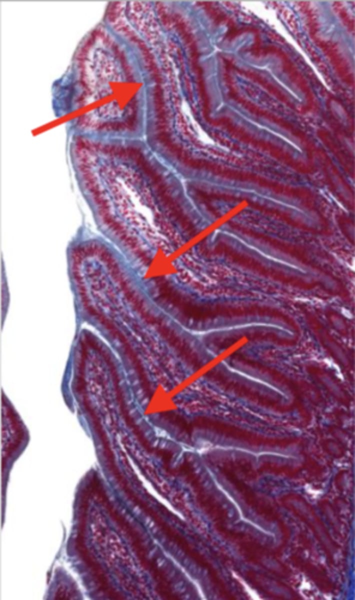 knowt flashcard image