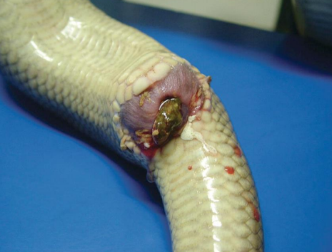 <ul><li><p>Inspissated purulent material and urates</p></li><li><p>Associated with cloacitis </p></li><li><p>Malodurous and/or bloody cloacal discharge </p></li></ul><p></p>