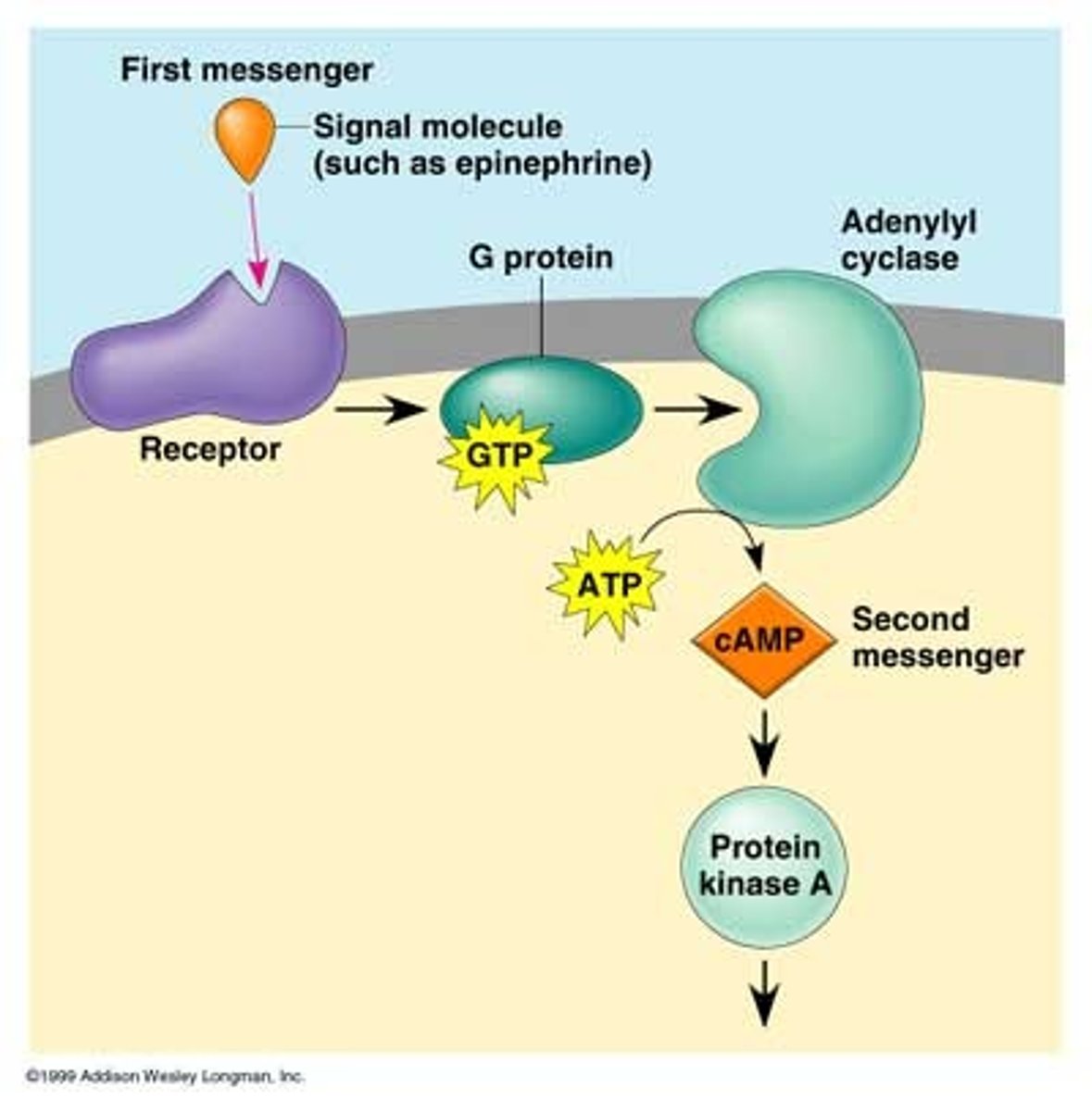 <p>G-protein linked receptor activated by ligand, allows GTP to bind to alpha subunit</p><p>activates adenylyl cyclase</p><p>process ATP into cAMP to amplify effect</p><p>cAMP is a secondary messenger, activates cAMP-dependent protein kinases like protein kinase A, which phosphorylate enzymes to activate them</p><p>fast but temporary effect</p>