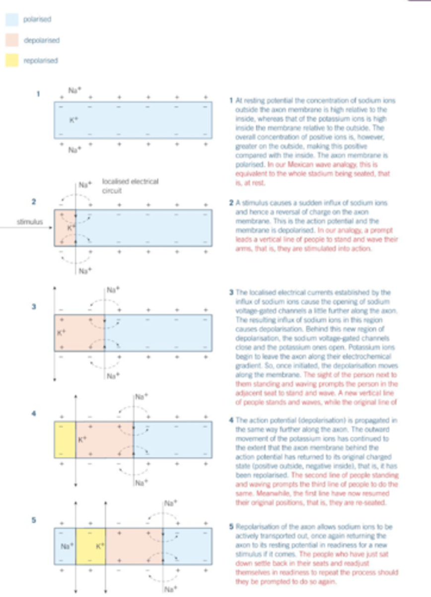 <p>1. action potential passes as a wave of depolarisation</p><p>2. the influx of Na+ in one region establishes localised electrical currents, which cause voltage-gated sodium ion channels in the adjoining region to open</p><p>3. increases permeability of adjoining region to Na+ so adjoining region depolarises</p>