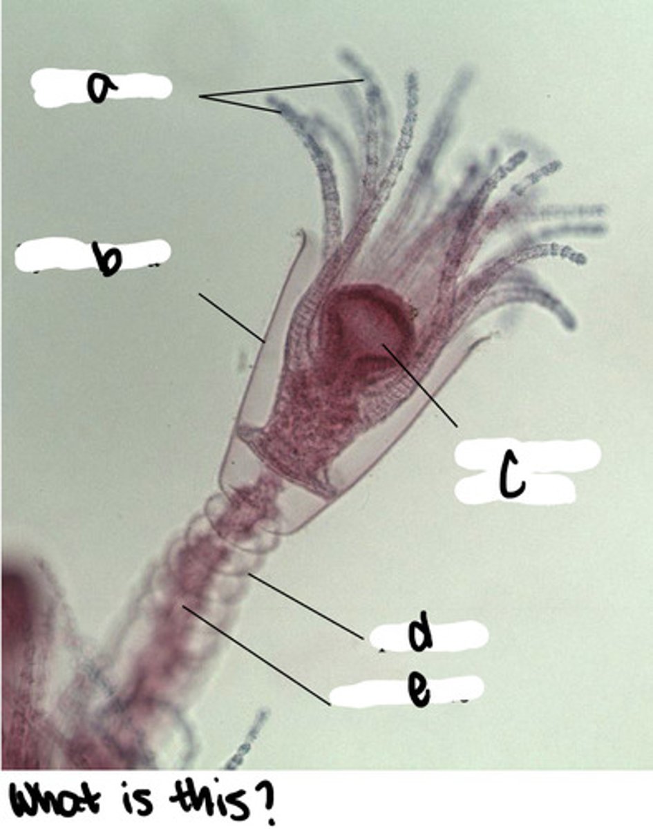 <p>What structure is being pointed to? (b)</p>
