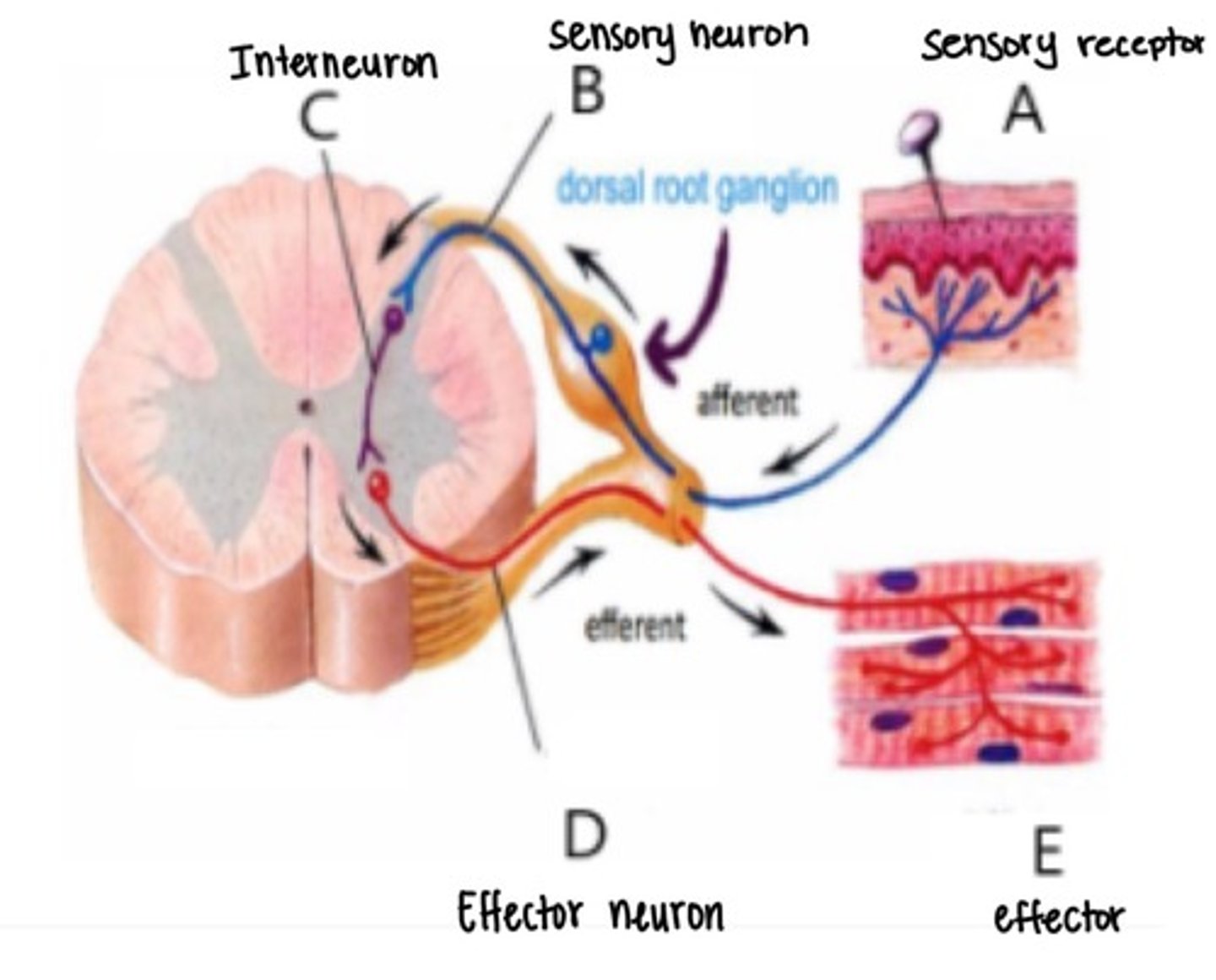 knowt flashcard image