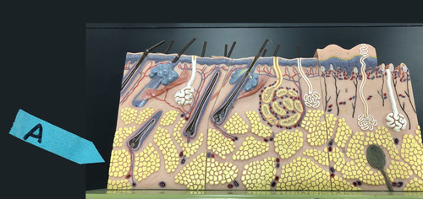 <p>Identify this general region of the skin</p>