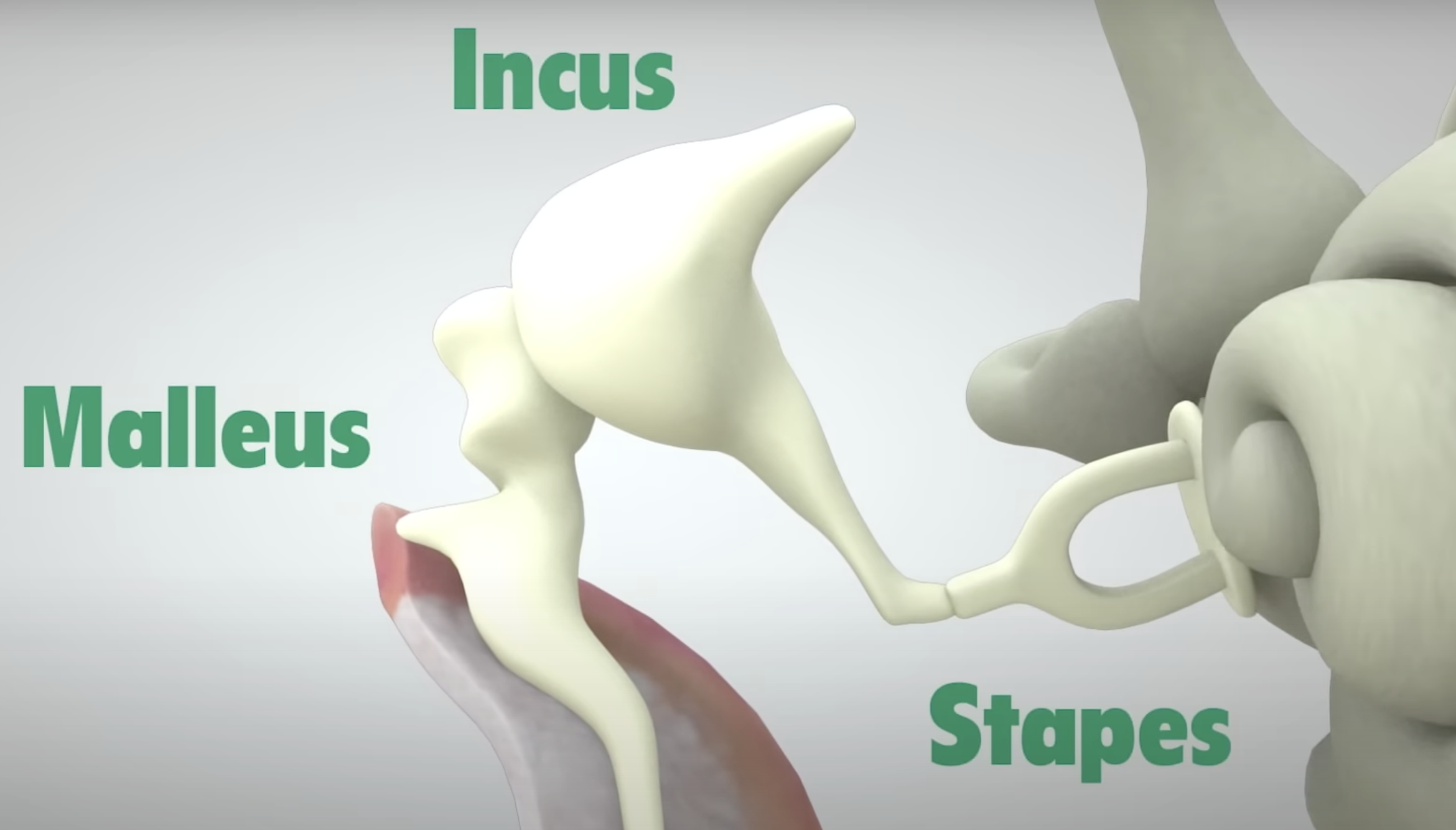 <p>•małżowina uszna</p><p>•kanał słuchowy</p><p>•błona bębenkowa</p><p>•kosteczki słuchowe→młoteczek,kowadełko i strzemiączko → przekazują drgania</p><p>•okienko owalne (błona w uchu wewnętrznym)</p><p>•ślimak→ <strong>komórki włoskowate</strong> (pomiędzy błoną podstawną a pokrywową<strong> </strong><span data-name="snail" data-type="emoji">🐌</span>)</p><p>→ wibracje płynu w ślimaku powodują przemieszczenie się komórek włoskowatych →<strong>otwarcie kanałów jonowych </strong>w ich błonach komórkowych→ komórki włoskowate pobudzają komórki nerwu słuchowego(<strong>viii nerw czaszkowy)</strong></p>