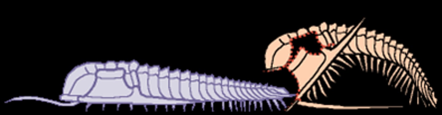 <p>The process of exoskeletal molting in Ecdysozoans.</p>