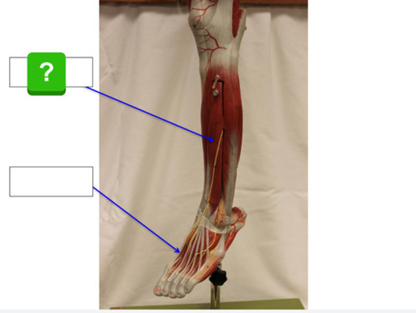 knowt flashcard image
