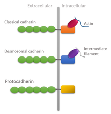 <ul><li><p>proteins found in all multicellular animals </p></li><li><p>require Ca2+ to mediate cell adhesion </p></li><li><p>homophilic - cadherins will only bind to their type </p></li><li><p>lots of types can be found within tissues but are separated by spatial segregation </p></li><li><p>all cadherins have </p><ul><li><p>extracellular domain, intracellular domain, form homodimers </p></li><li><p>the extracellular domain (the N terminus) sticks out and has multiple copies of the cadherin domain which bind to other extracellular N terminuses</p></li><li><p>C terminus is the intracellular domain </p></li></ul></li><li><p>types of cadherin: different in different tissue types and have different structure too E.g: N cadherin in nerve cells, E cadherin in epithelial cells </p></li></ul><p></p>