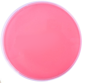 <p>Identifica el siguiente medio (rojo o rosa traslucido) de cultivo, su inhibidor, su indicador y su aplicación</p>