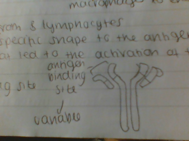 <p>proteins secreted from B lymphocytes</p><ul><li><p>one end has a specific shape to the antigen on the pathogen that led to the activation of the B lymphocyte</p></li></ul>