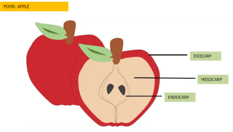 <ol><li><p>Pome</p></li><li><p>Exocarp</p></li><li><p>Mesocarp</p></li><li><p>Endocarp</p></li></ol>