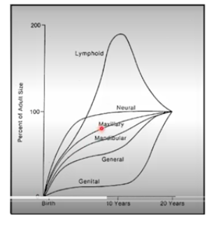 <p>-facial growth curve runs between the neural (cranial) and general somatic curves</p><p>-maxillary growth curve more closely related to the neural growth curve (bc it’s closer to cranial base)</p><p>-mandibular growth curve more closely related to general somatic curve</p><p>-considerable adolescent spurt, particularly in the mandible</p>
