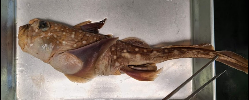 <p>What is the taxonomy of Ratfishes? What is the natural history of Ratfishes?</p>