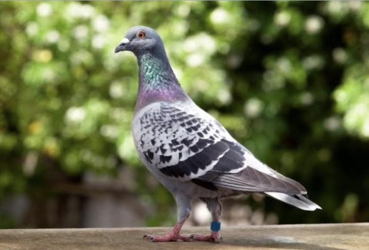 <p>What is the scientific name for pigeon?</p>