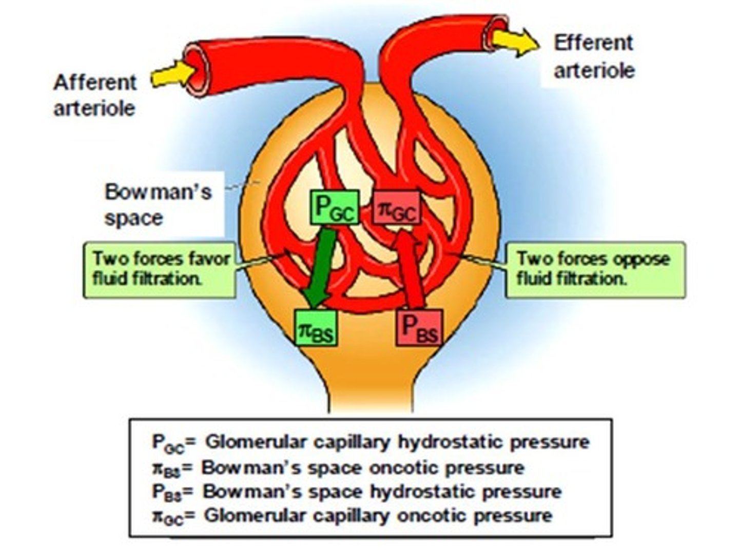 <p>Measure of how much blood is filtered in the Bowman's capsules</p>