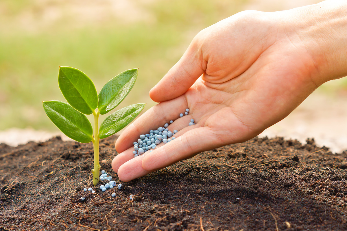 <p>apply fertiliser</p>