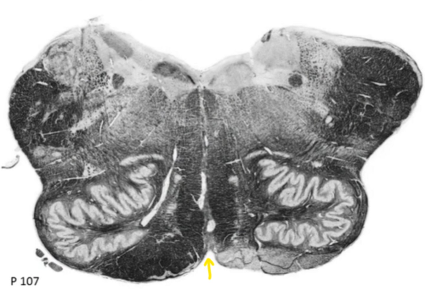 <p>ID the structure</p>