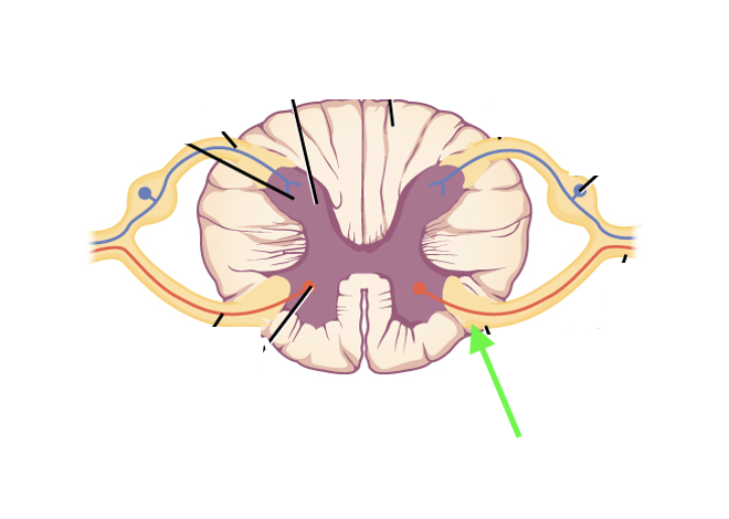 <p>what spinal cord area is this?</p>